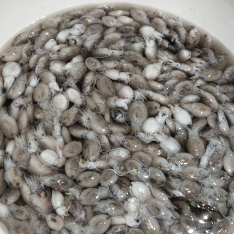 Cumi Sontong Balakutak Fresh 1Kg | Cumi Segar | Sotong Fresh | Seafood Segar