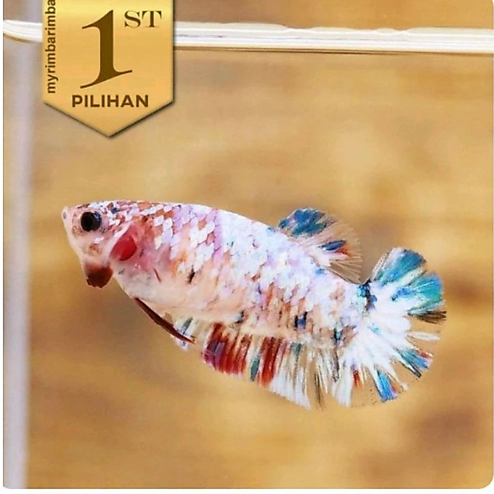 Cupang Betina Multicolor Ikan Hias Aquascape Hiasan Aquarium Tanaman