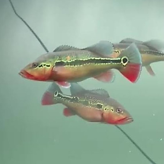 PELET PREDATOR PBASS PEACOCK BASA FOGO PURE
