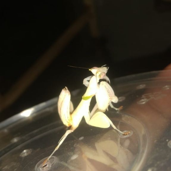 Orchid Mantis