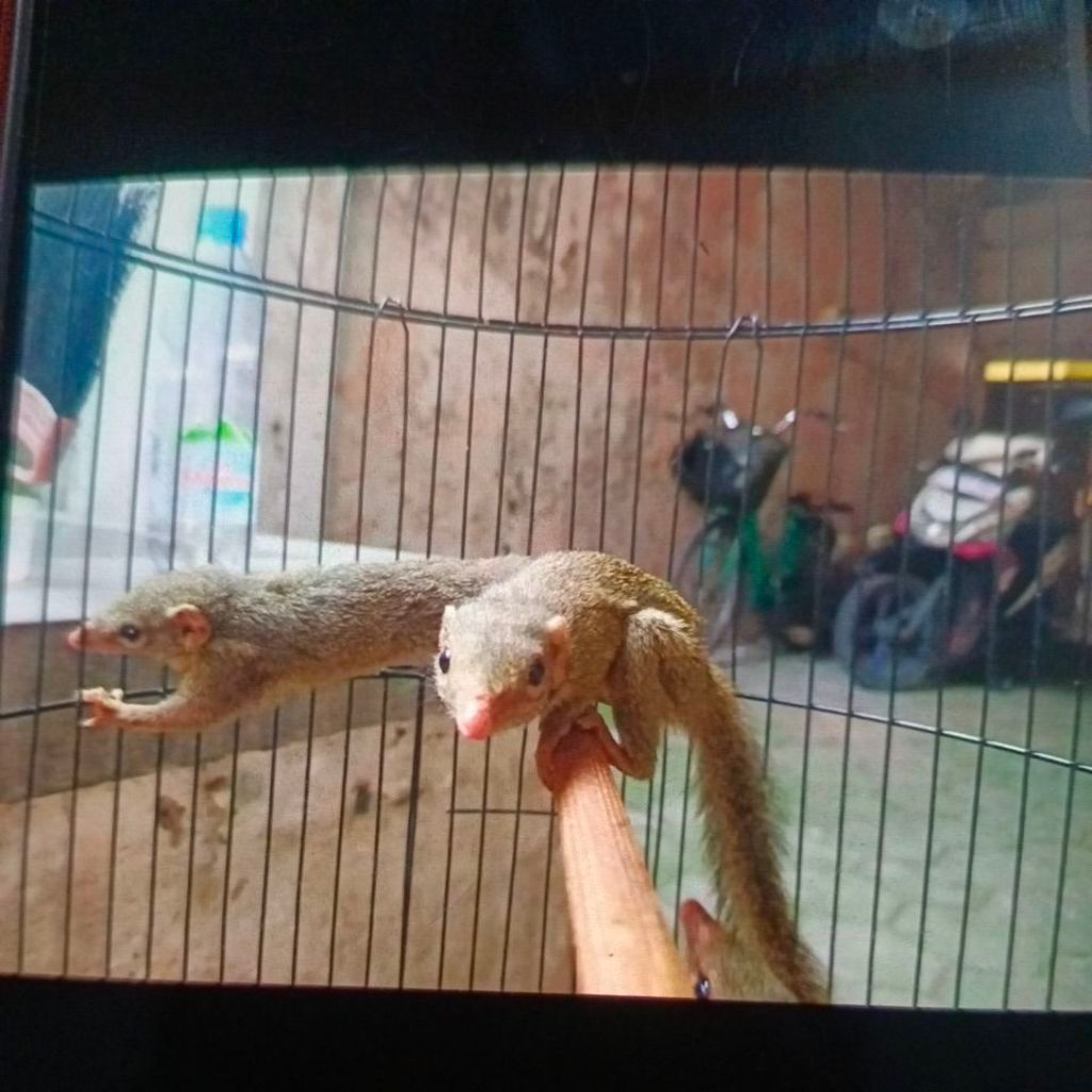 Tupai Kekes