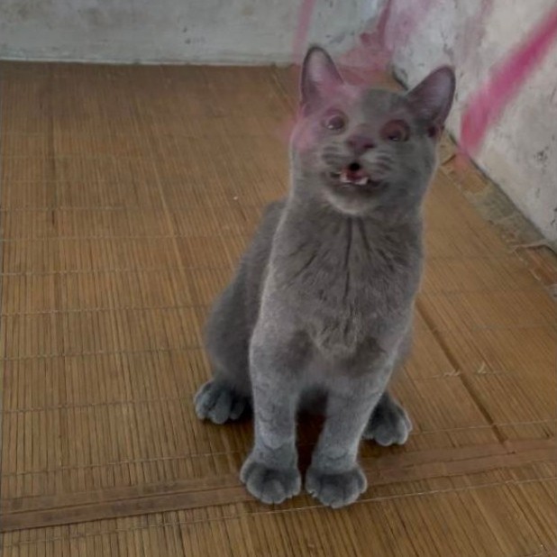 KUCING British shorts hair BSH jantan Betina