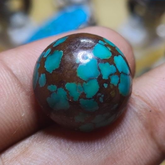 pirus Persia hijau ceplok