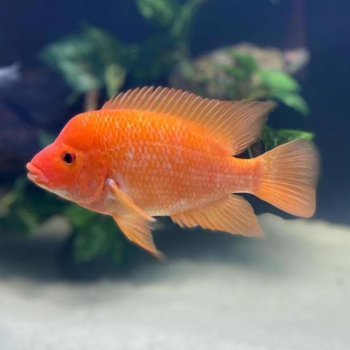 Ikan Red Devil Ukuran 3 - 4 Jari