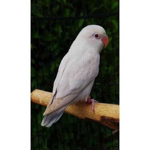Lovebird Pf Blue/ Pf Vio Big