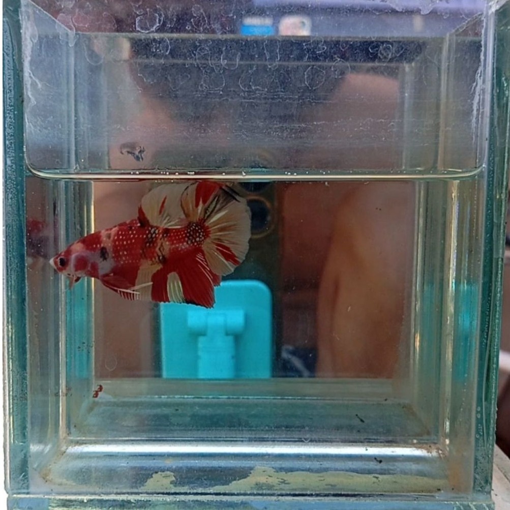 ikan cupang giant plakat nemo muticolor size indukan siap breed