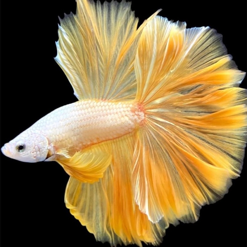cupang halfmoon yellow ekor paling lebar berkualitas