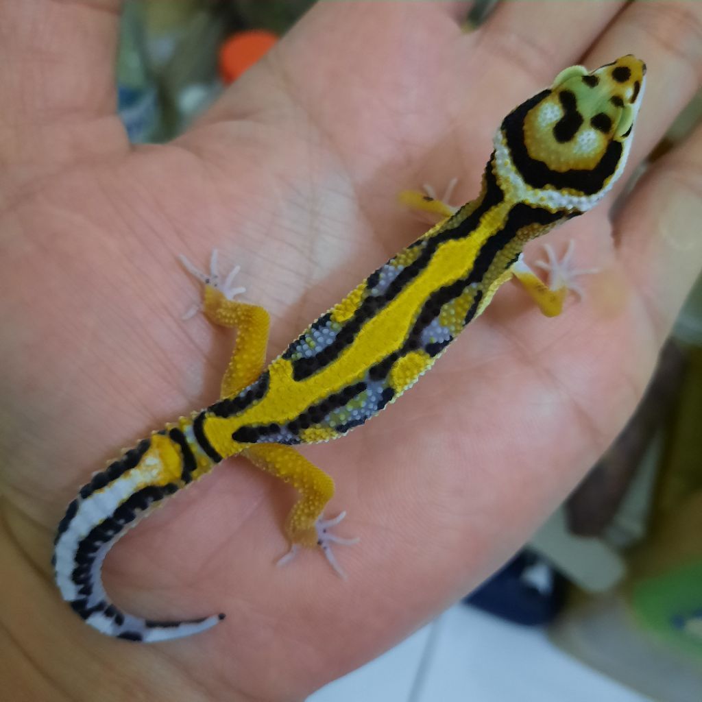 Hiasan Rumah sesuai Foto Gecko leopard Macksnow Bold stripe  Baby