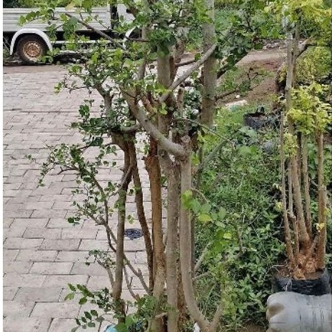 Bonsai Serut Taman 11/2 Meter Groping