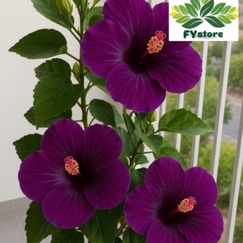 Bunga Sepatu Ungu Cantik - Hibiscus bunga ungu cantik