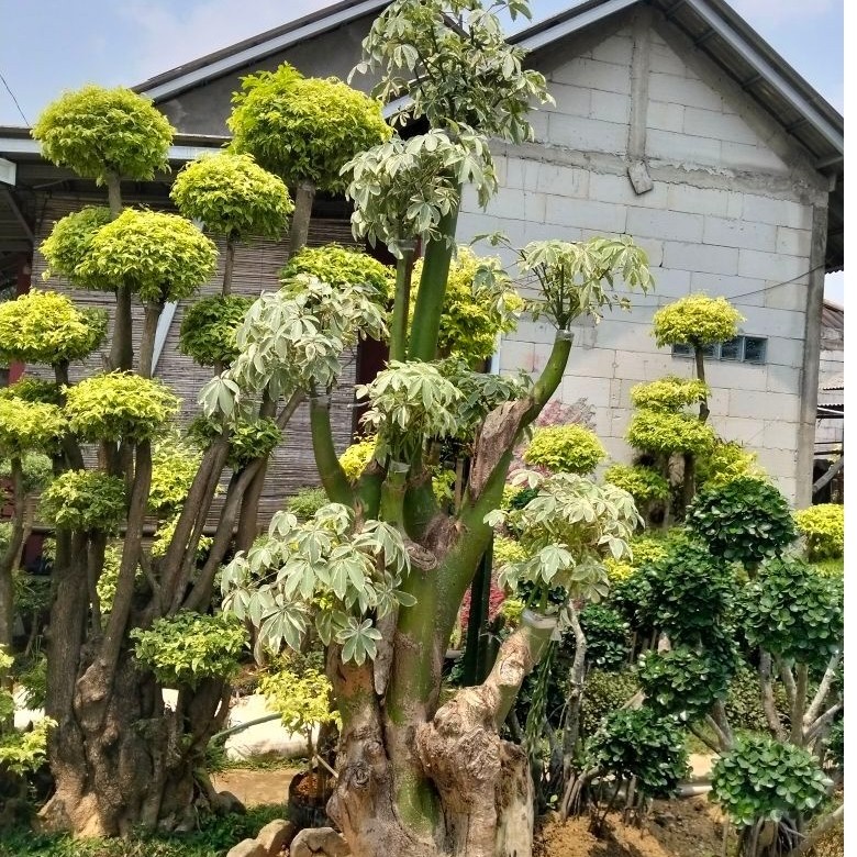 bonsai randu varigata bonsai taman bonsai randu varigata kapuk varigata tinggi 2,5 meter