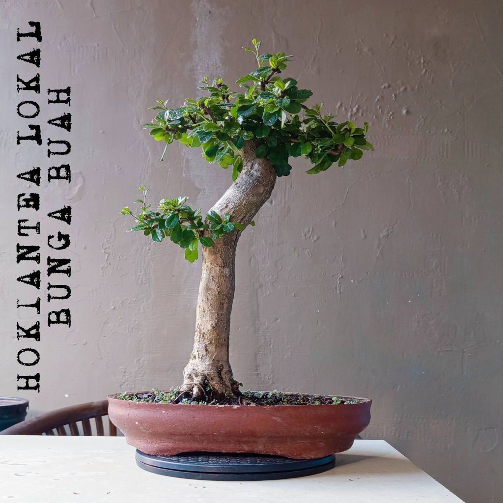 BONSAI HOKIANTEA BUNGA BUAH DIKIRIM SESUAI FOTO
