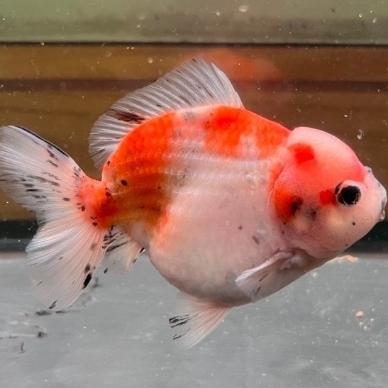Ikan Mas Koki OST Oranda Short Tail Calico