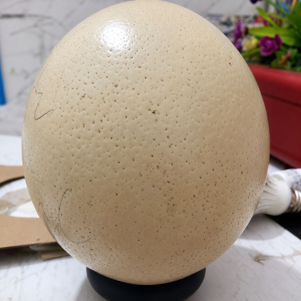 Telur Burung Unta Asli 100% Fresh – Besar, Bergizi Tinggi, Cocok untuk Masak & Baking