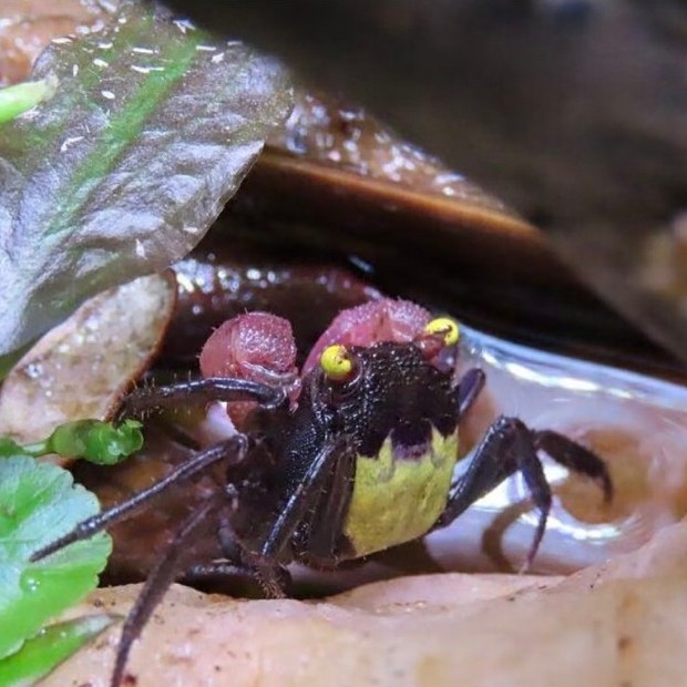 vampire crab isi 5