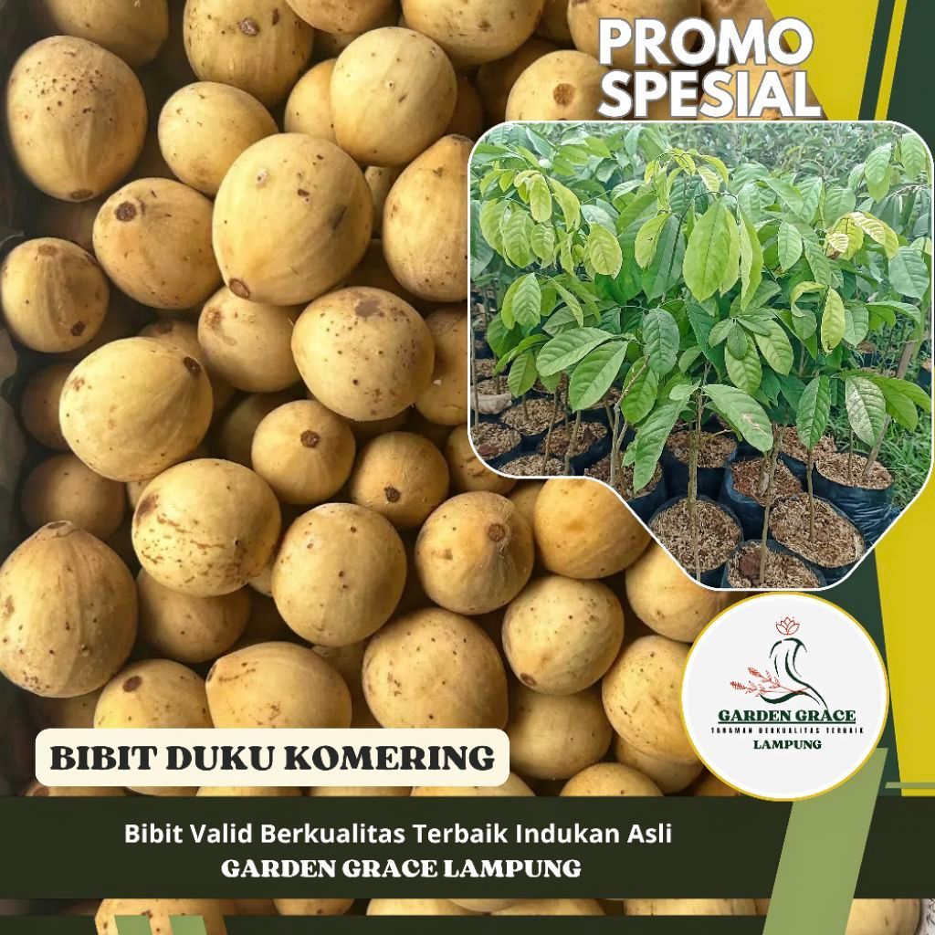 Bibit Duku Komering Super Unggul Siap Tanam Cepat Berbuah
