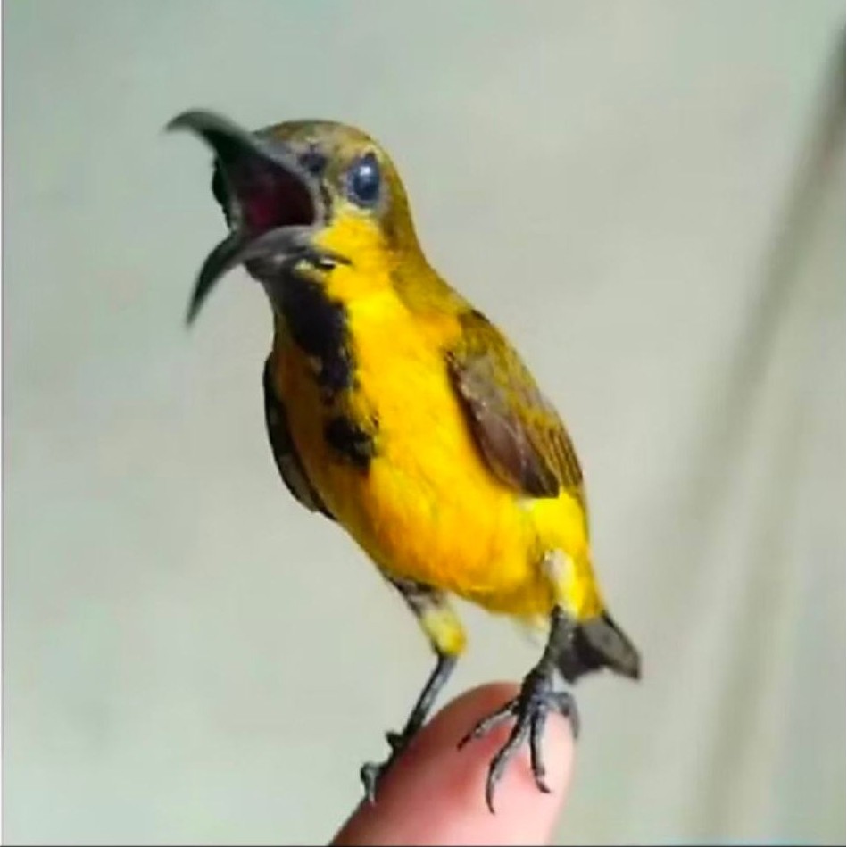 Burung SOGON (SOGOK ONTONG) TROTOL jantan