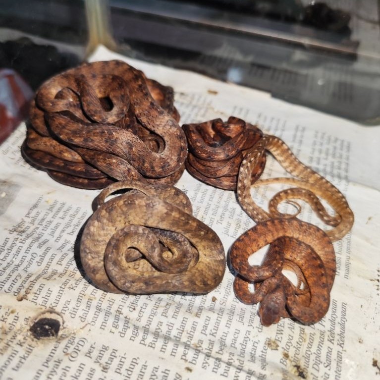 mainanan anak-anak,(ular siput/pareas carinatus)