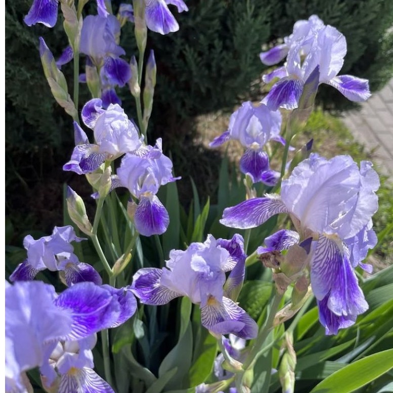 Bisa Cod Umbi Bunga Iris Reticulata ID Apollo Umbi Import Belanda