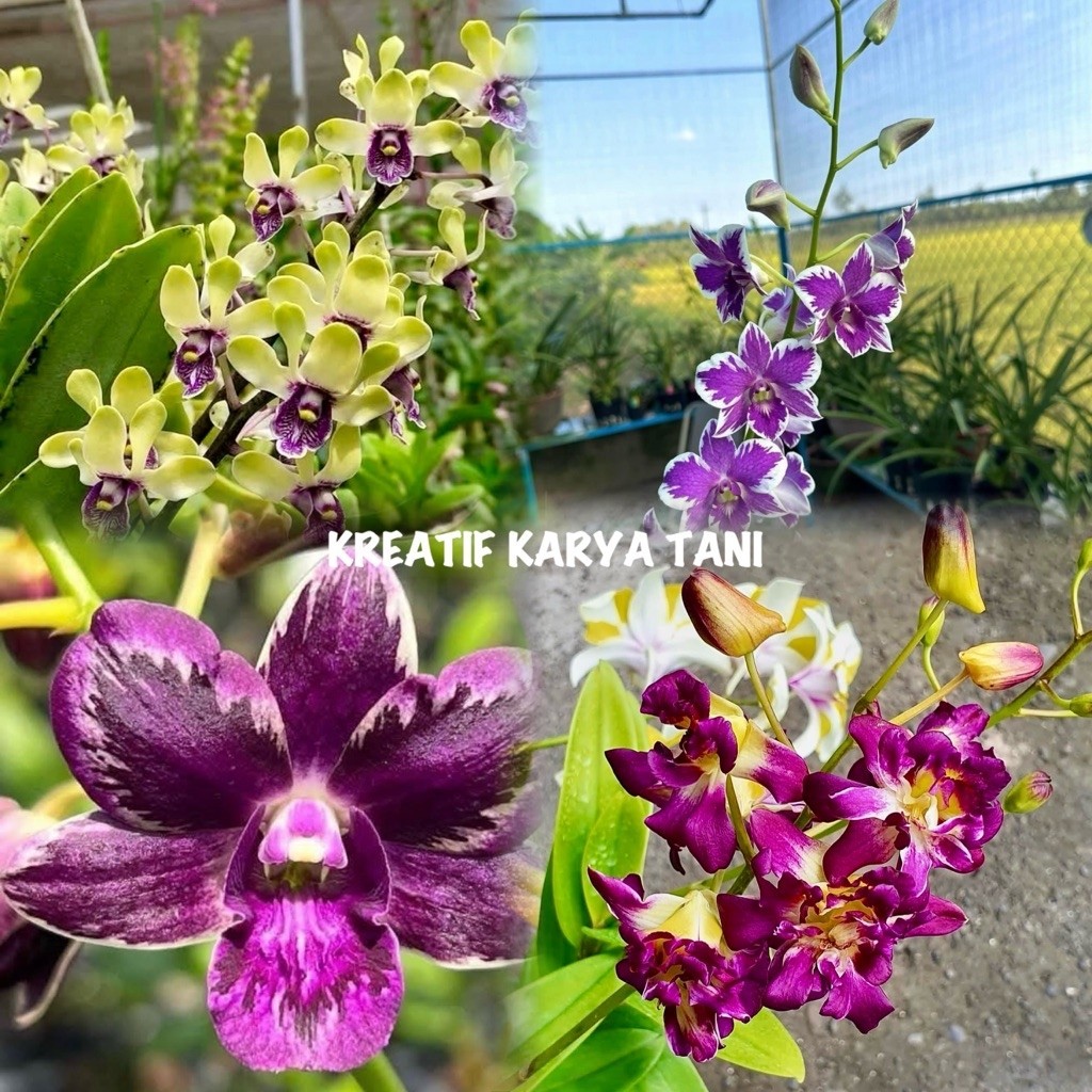 Tanaman anggrek dendrobium - Anggrek bunga dendrobium
