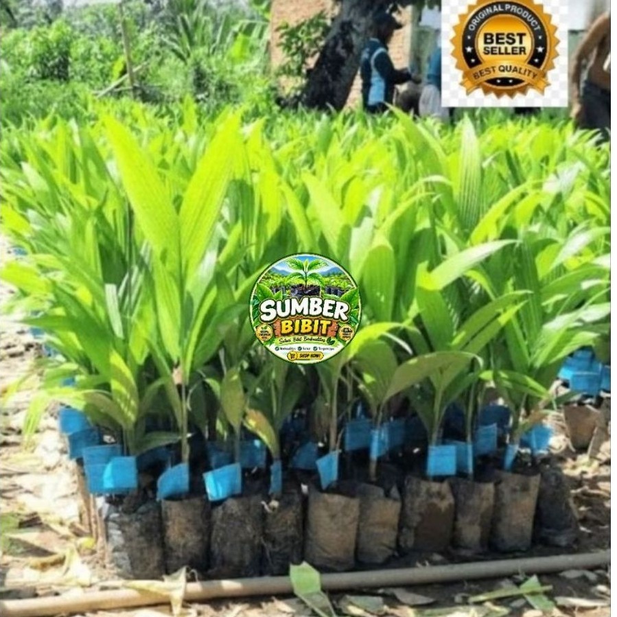 Ready Bibit Pinang BETARA ASLI 100% Original