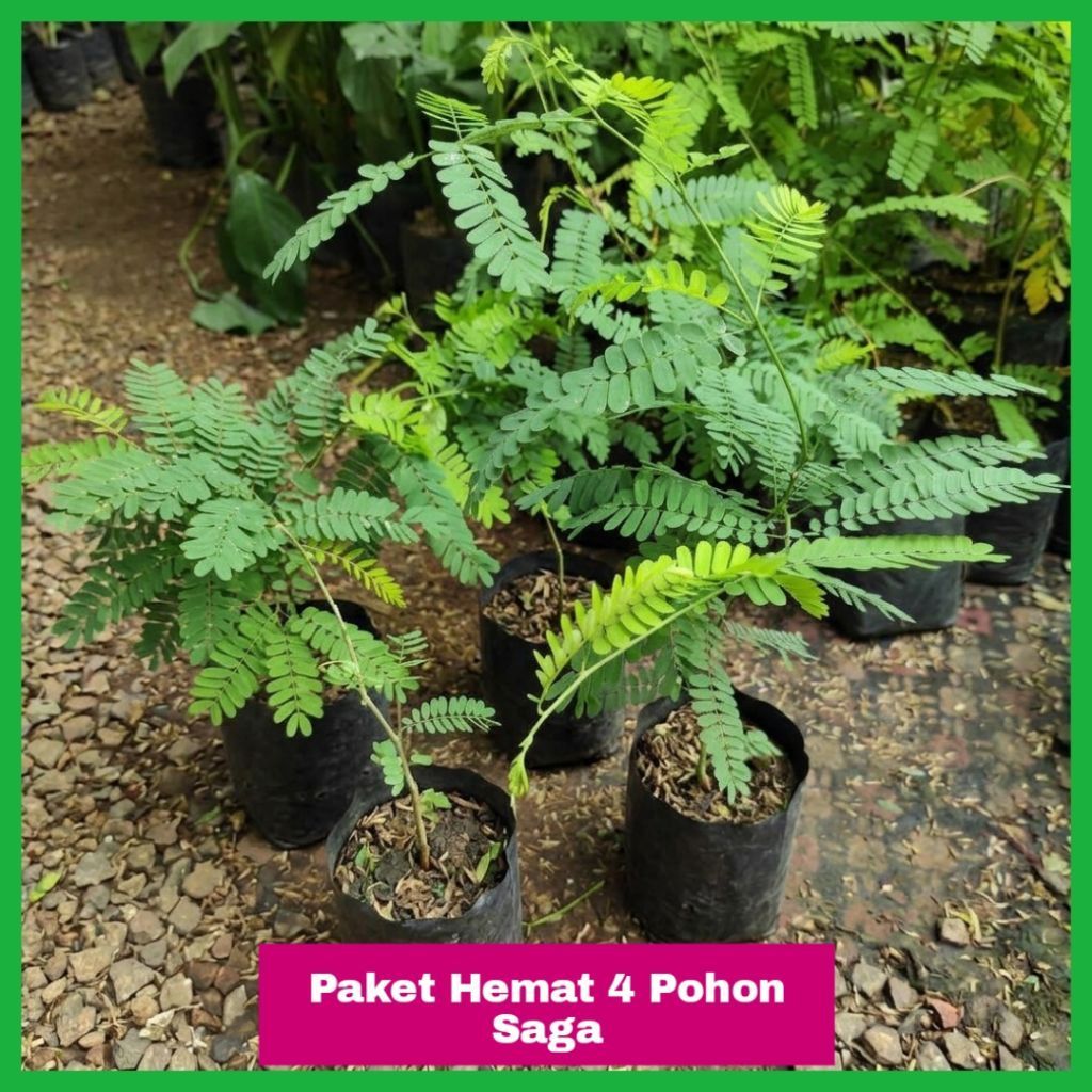 Paket Murah 4 Tanaman Herbal Pohon Saga Rambat — Pohon Saga Rambat Paket Hemat 4 Polybag — Tanaman O