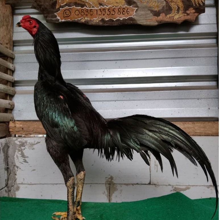 Telur Ayam Black bull fertil