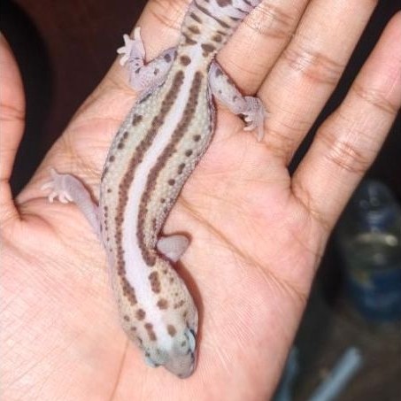 PROMO Mainan AFT Gecko White stripe