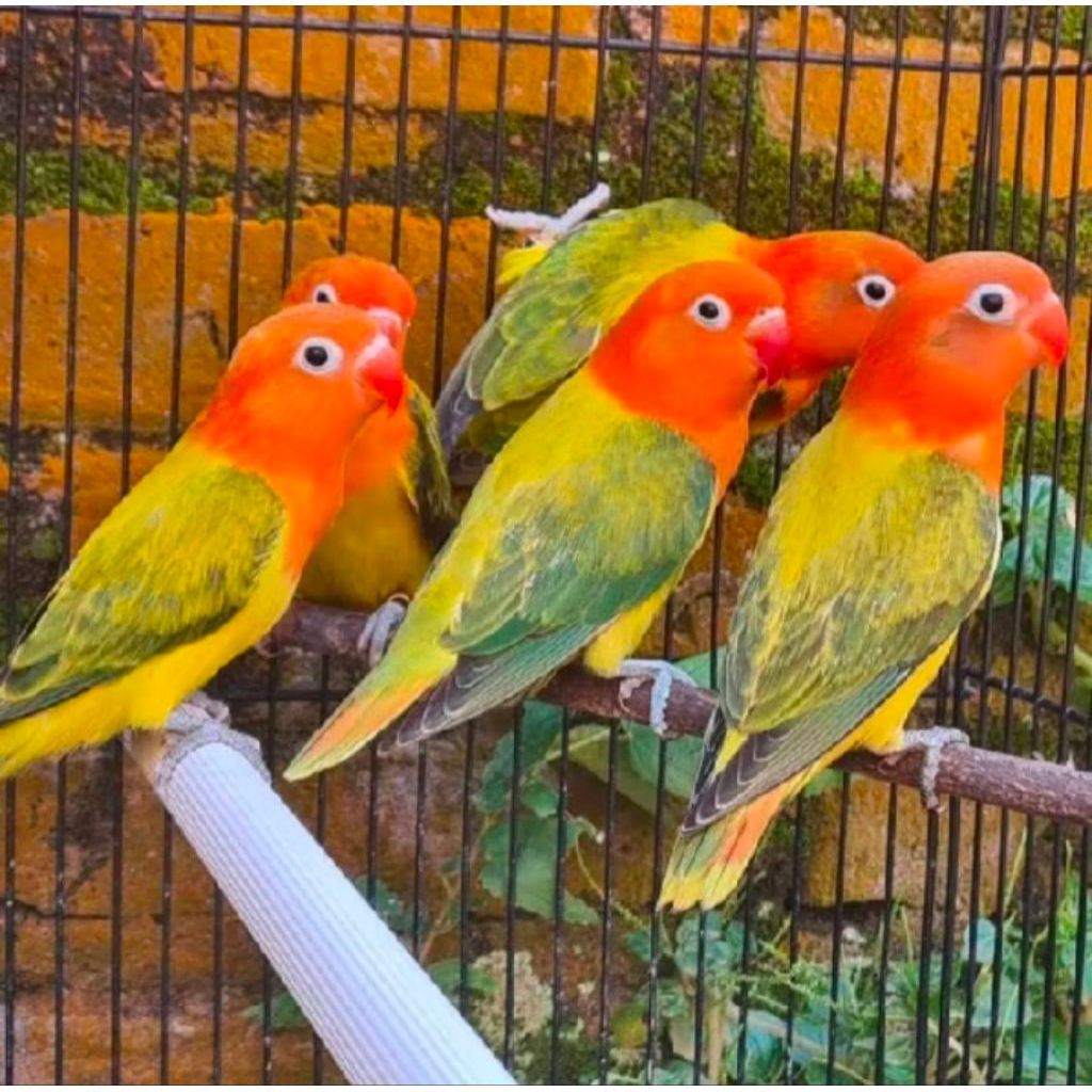 LOVEBIRD BIOLA GOLD EWING