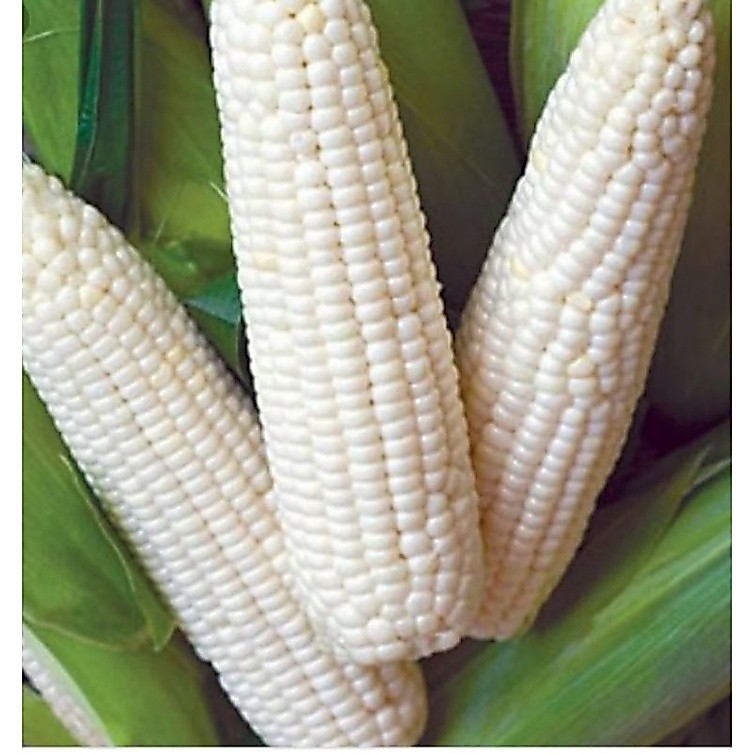 JAGUNG PUTIH KERING KONSUMSI (BUAT GRONTOL /NASI JAGUNG) 1KG