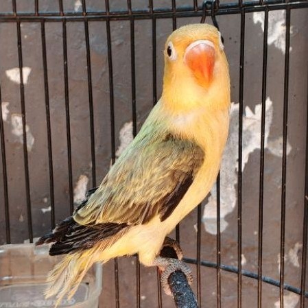 burung lovebid biola pb euwing paud
