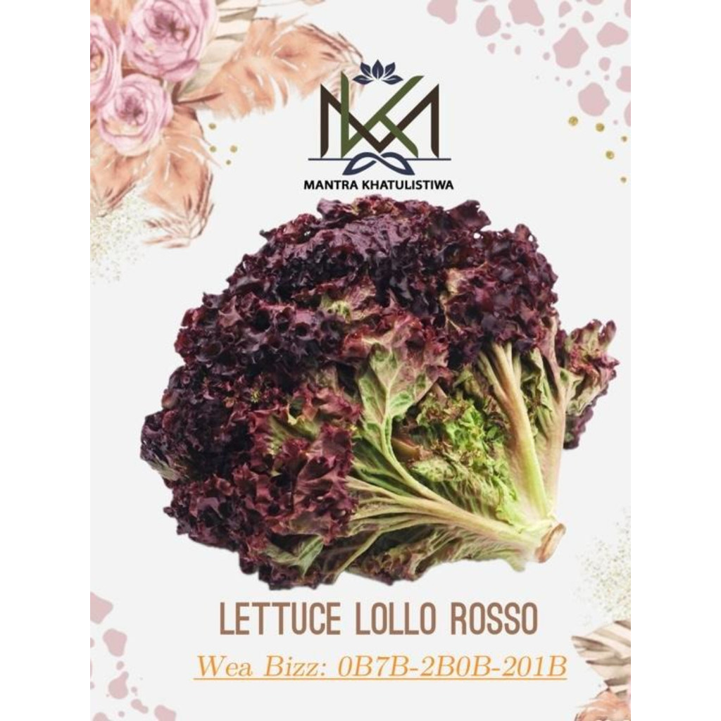 LETTUCE LOLOROSA SELADA UNGU LETTUCE LOLLO ROSSO LETTUCE LOLLO ROSSA