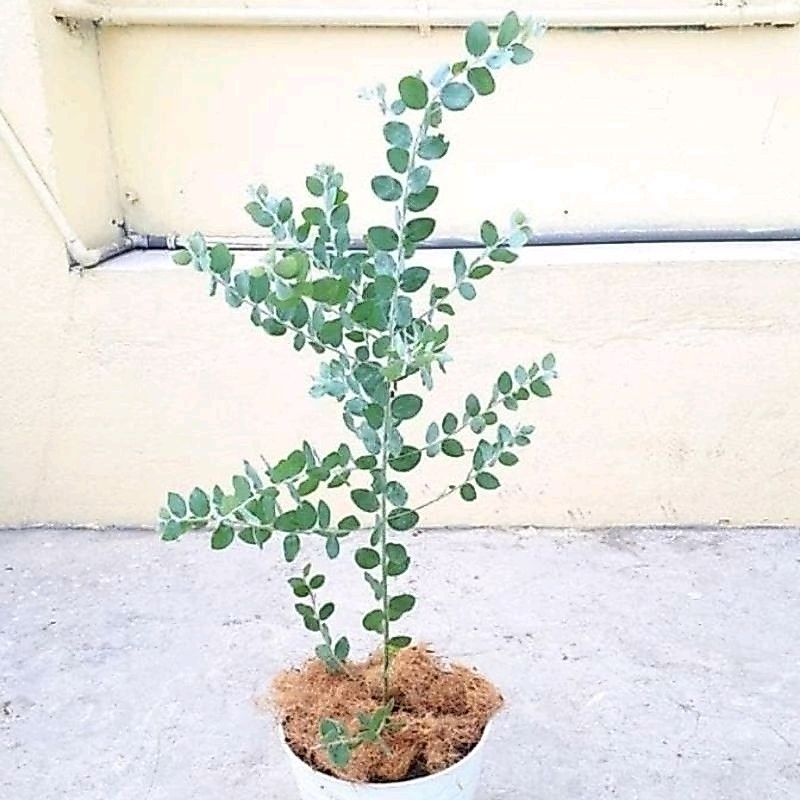 Tanaman Memusa /Silver Dollar / Eucalyptus Cinerea Silver