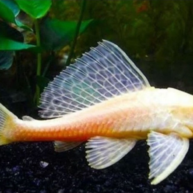 hiasan aquarium gibicep ikan sapu2 pleco kerja paling bersih