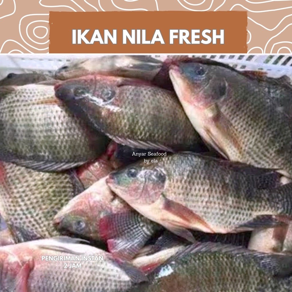 ikan nila segar ikan mujair segar kirim instan bandung