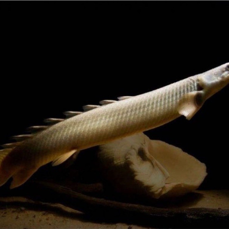 hiasan palmas sinegalus size 20-25cm