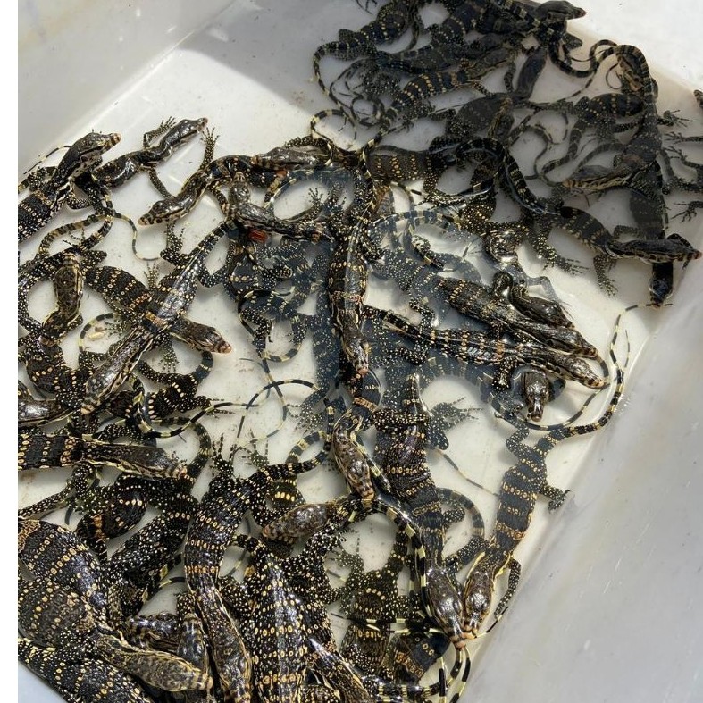 Toys Varanus Salvator/Biawak kecil