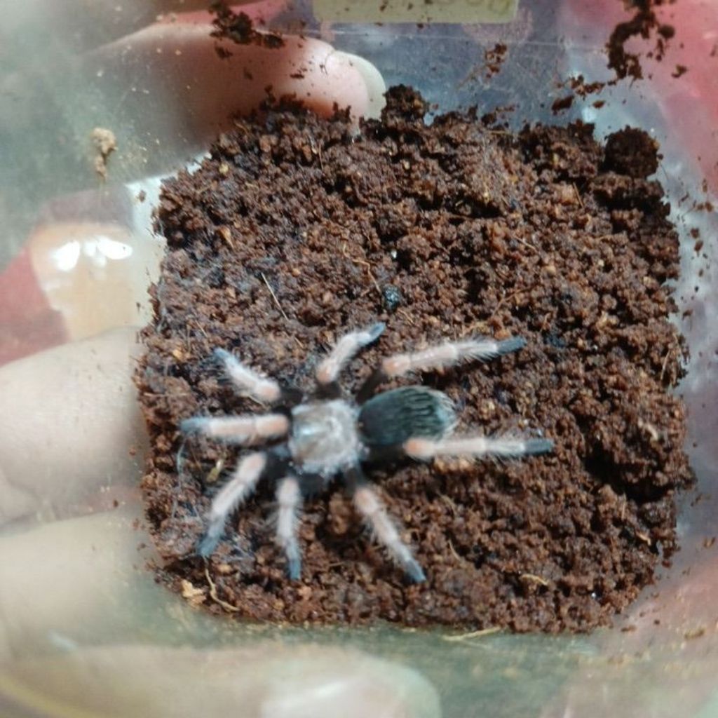 Mainan tarantula Brachypelma Boehmei
