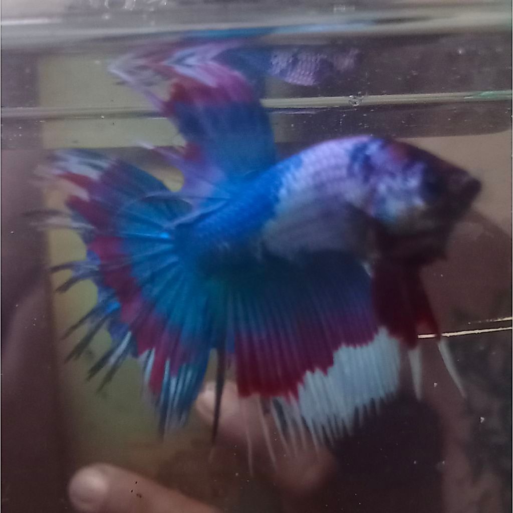 CT multi rosetail