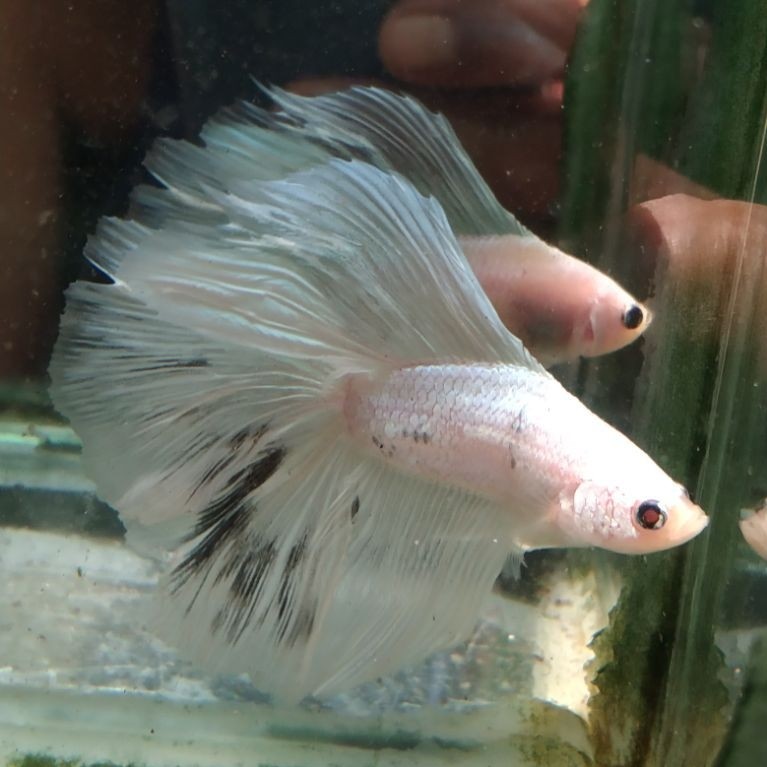 ikan cupang hias aquarium HMDT selver metalik Size L
