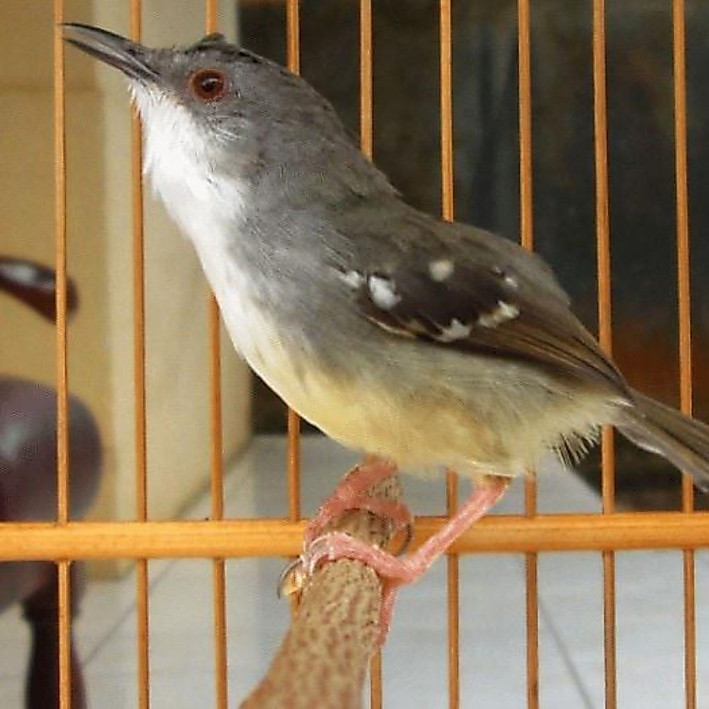 Ciblek Semi (Cisem) Burung Sehat Gemuk Jantan Mulus