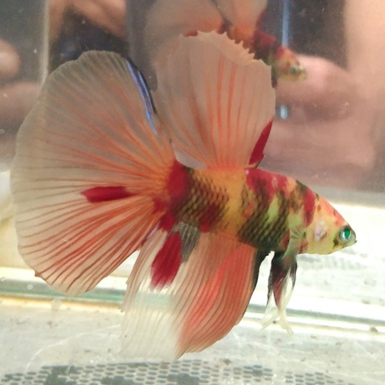 Ikan cupang hias aquarium HM NEON MULTI Size M