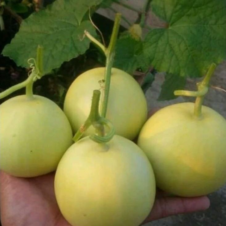 bibit melon apel 3 biji