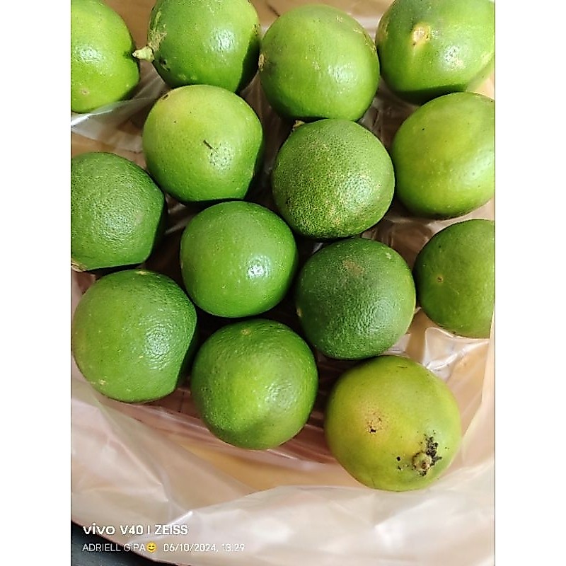 Jeruk Nipis Segar /Jeruk nipis fresh