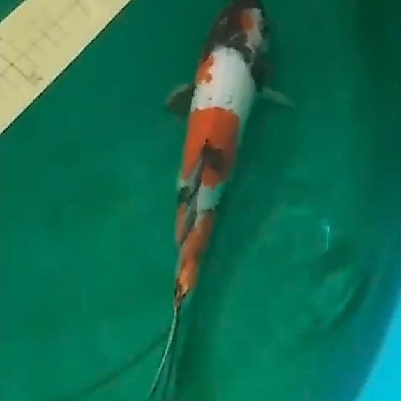 Ikan koi jenis Showa Doitsu 30cm pola bagus
