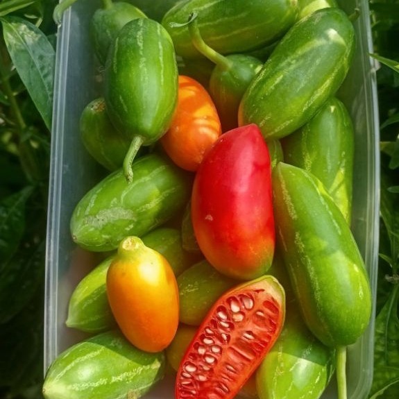 TIMUN TIKUS / TIMUN PADANG / TIMUN INDIA / TIMUN SURI / TIMUN MERAH / TIMUN MINI FRESH 250GR