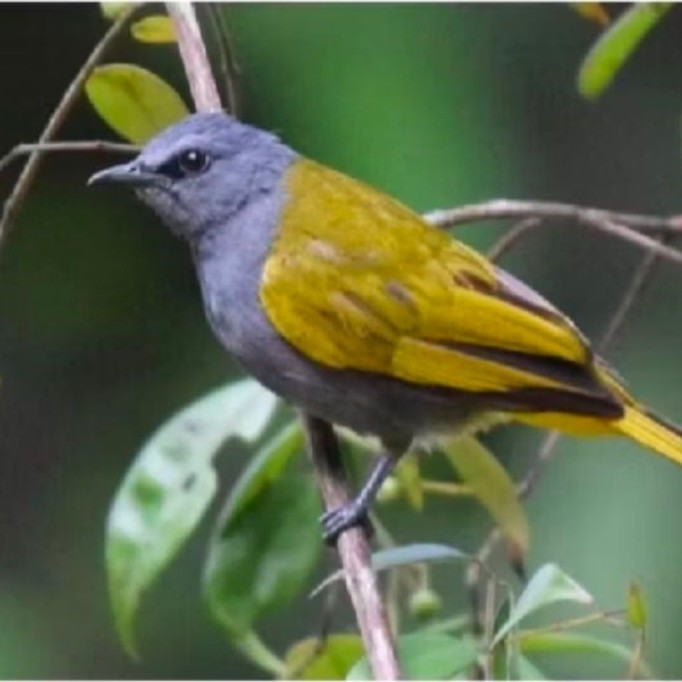 Burung kutilang abu abu pilihan