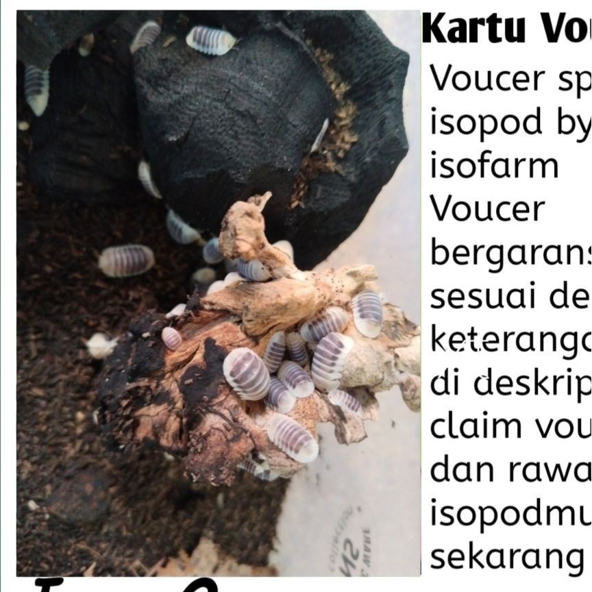 Voucher Cubaris sp Jupiter