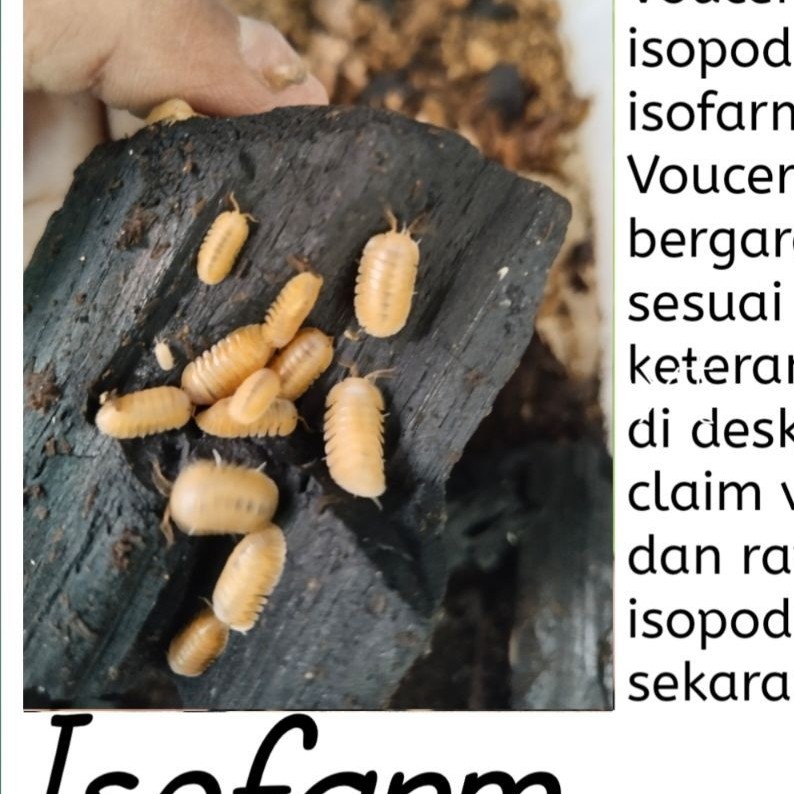 Voucher Cubaris Orange Frienzi