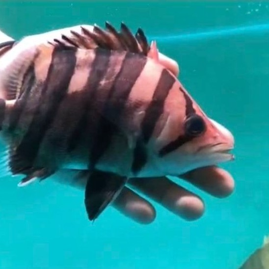 (Seafood) Datz Borneo Tiger Fish Ringau Simet Mix baby Sehat Rare Hiasan Aquarium